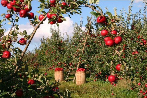 A Low-Growing Orchard: How to Purchase and Tend to Stepover Apple Trees